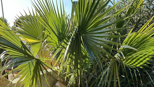 En palm i ett trädgårdsområde med en betongvägg och ett kaklat golv.