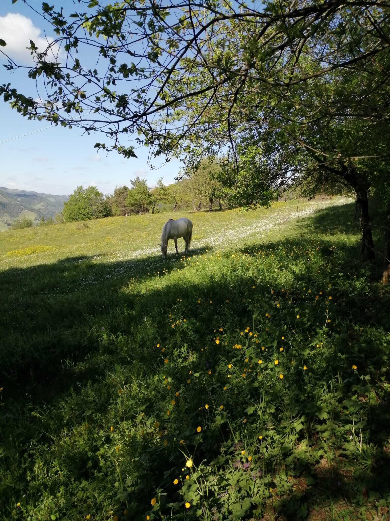 Un cheval broute dans un champ herbeux, avec des arbres et un ciel dégagé.