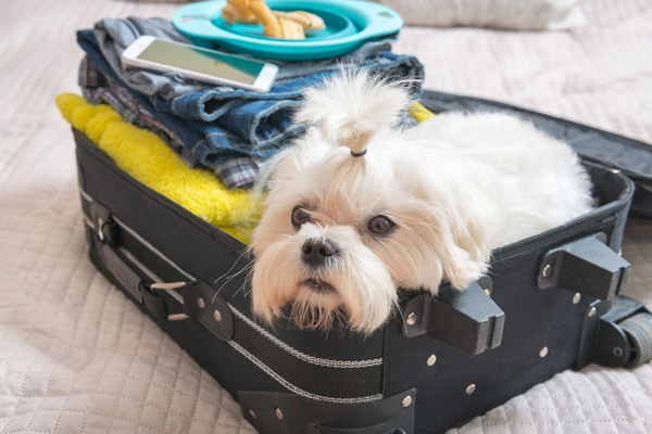 Pet-friendly