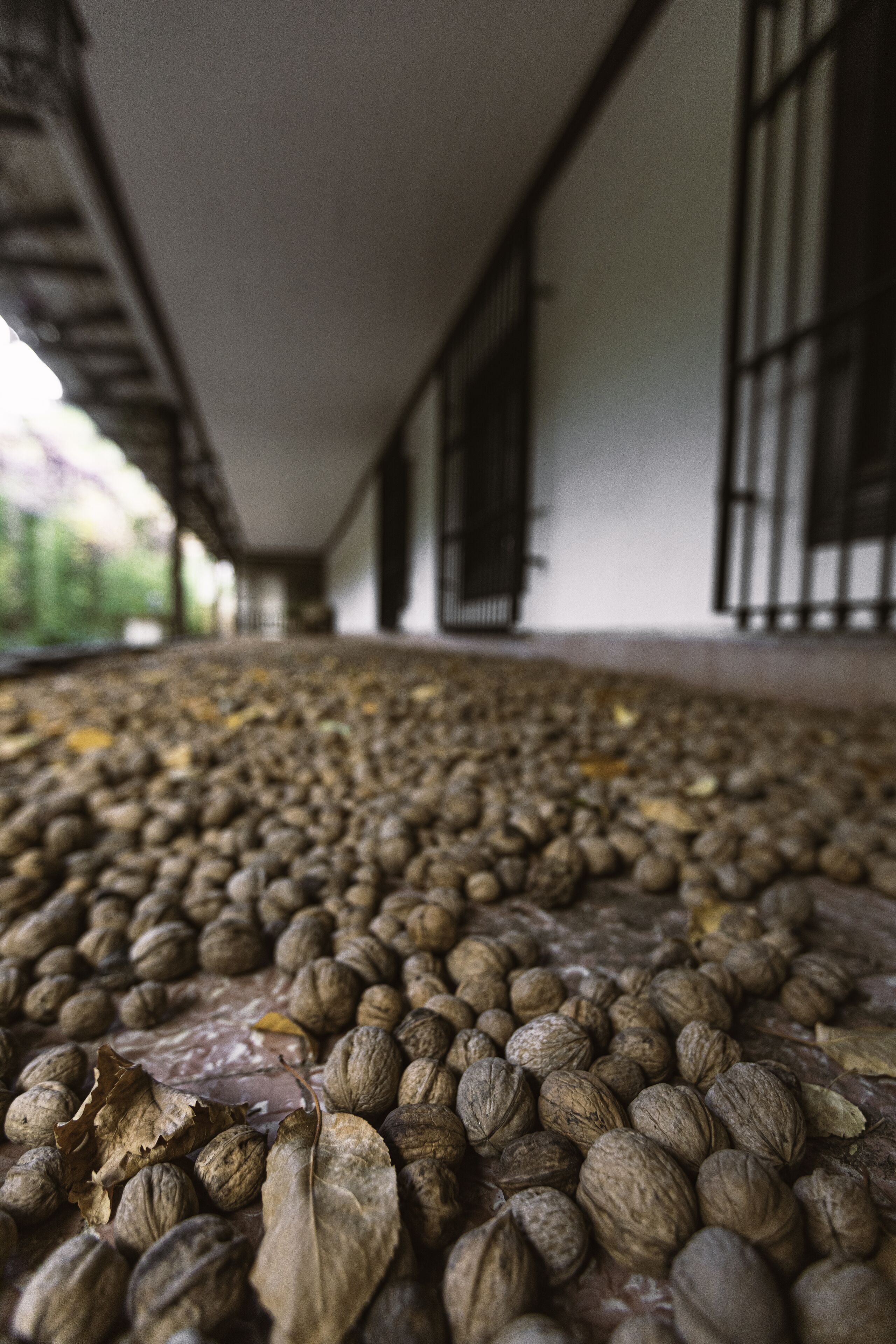 Un pasillo con el suelo cubierto de nueces y hojas dispersas.