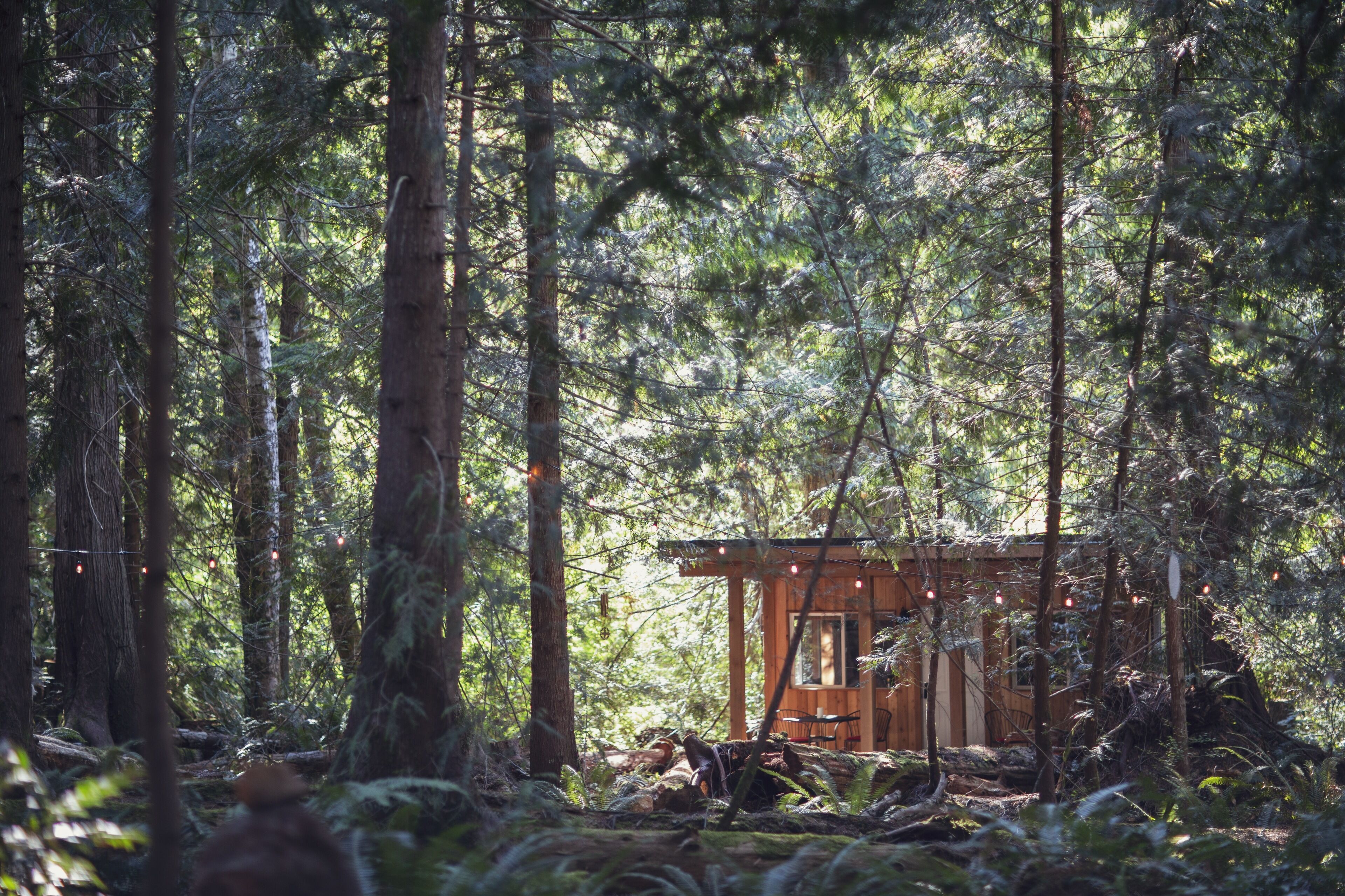 Premium Cabin, Non Smoking, Shared Bathroom