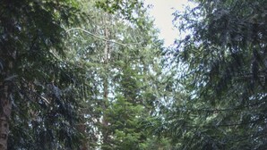 Un sendero en un bosque rodeado de árboles y helechos frondosos.