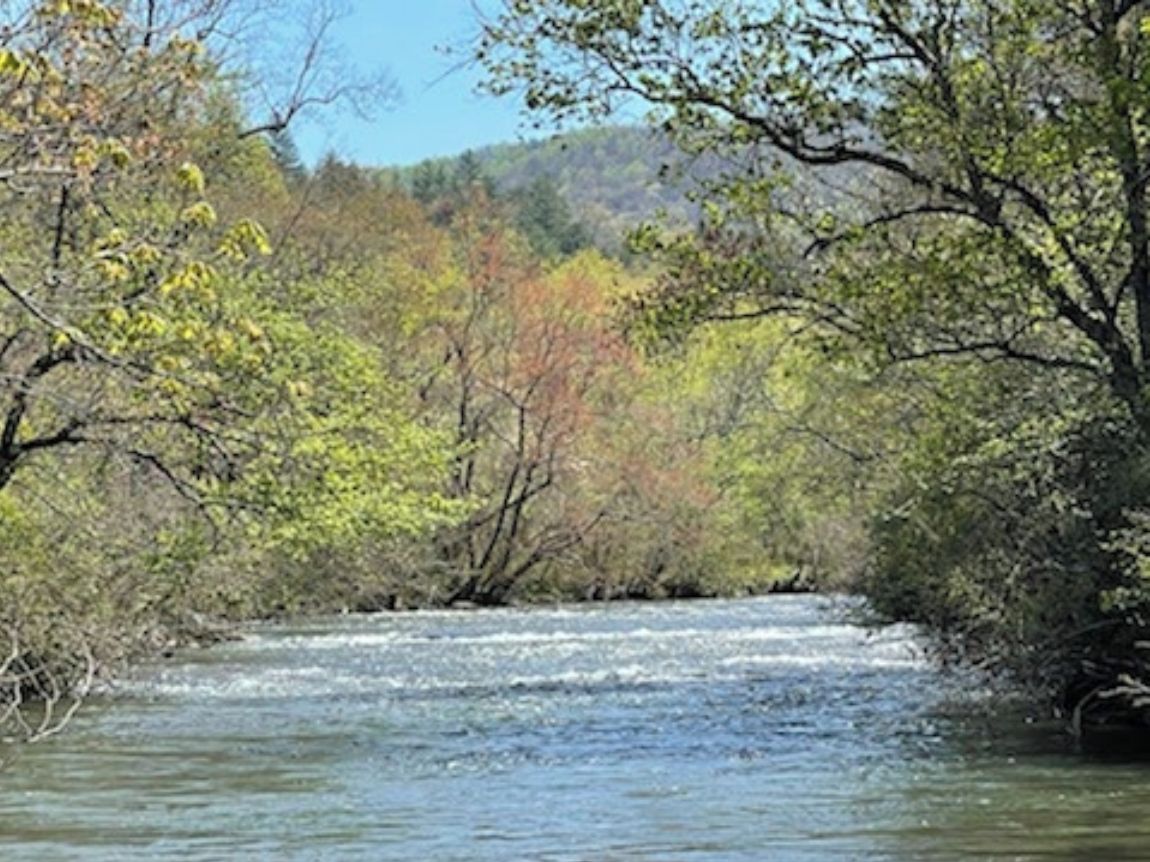 Ein Fluss fließt durch ein bewaldetes Gebiet mit dichten Bäumen und blauem Himmel.
