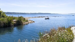 En stilla sjö med en sandstrand och tät vegetation.