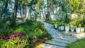 A stone pathway through a lush garden with various plants and trees. - Azure Beach Hotel (Da Nang)