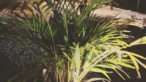 A garden area with a potted plant and a barbecue grill. - Camper Capacidad Hasta 6 Personas (Cabo Rojo)