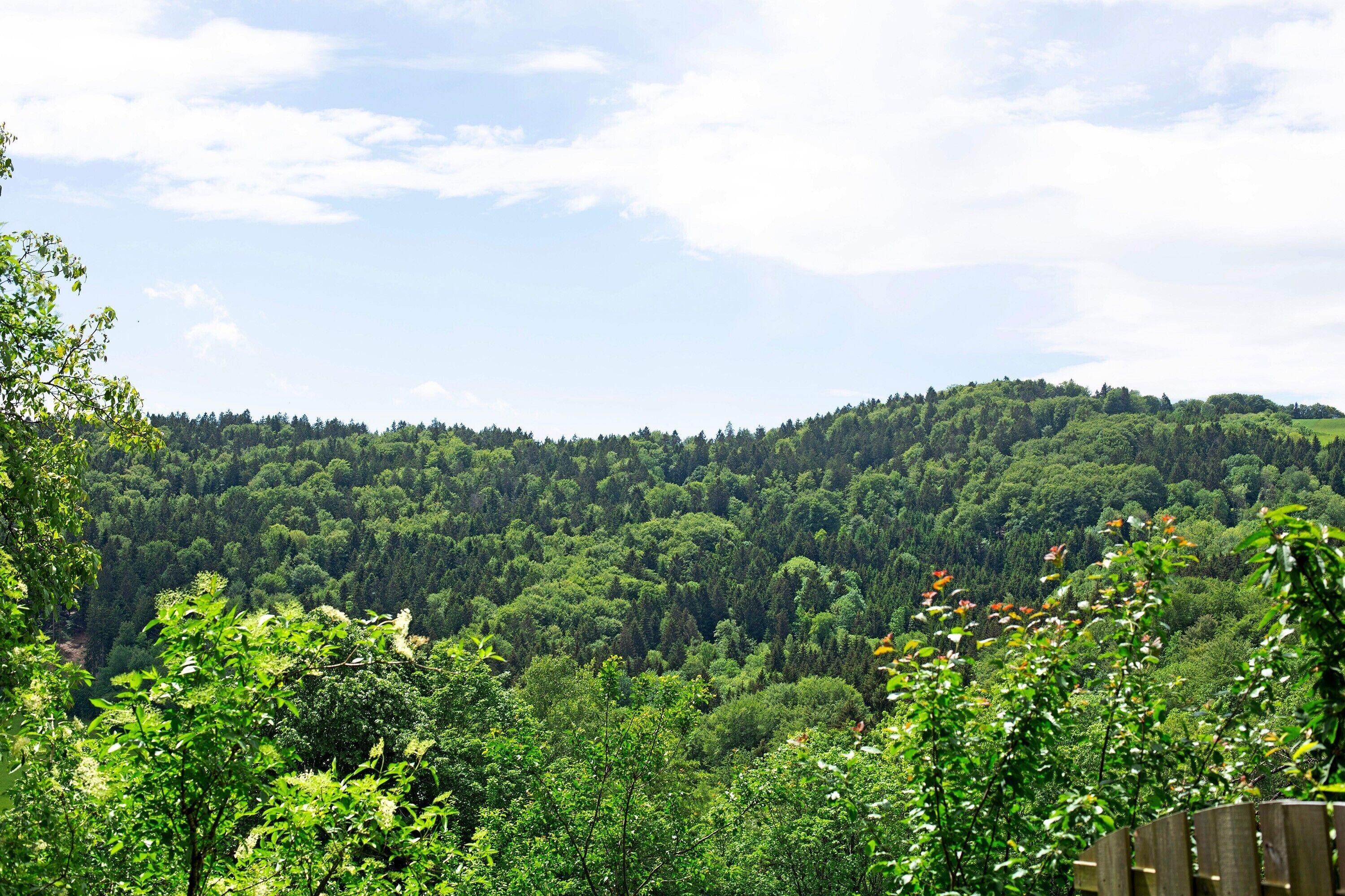 Una ladera boscosa con una cerca de madera en primer plano.