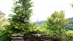 A stack of firewood, a coniferous tree, and a deciduous tree in a garden setting.