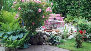 Un jardín con un rosal rosa, un banco rosa, y diversas plantas y rocas.