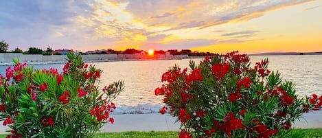 A sunset over a body of water with red flowers in the foreground.
