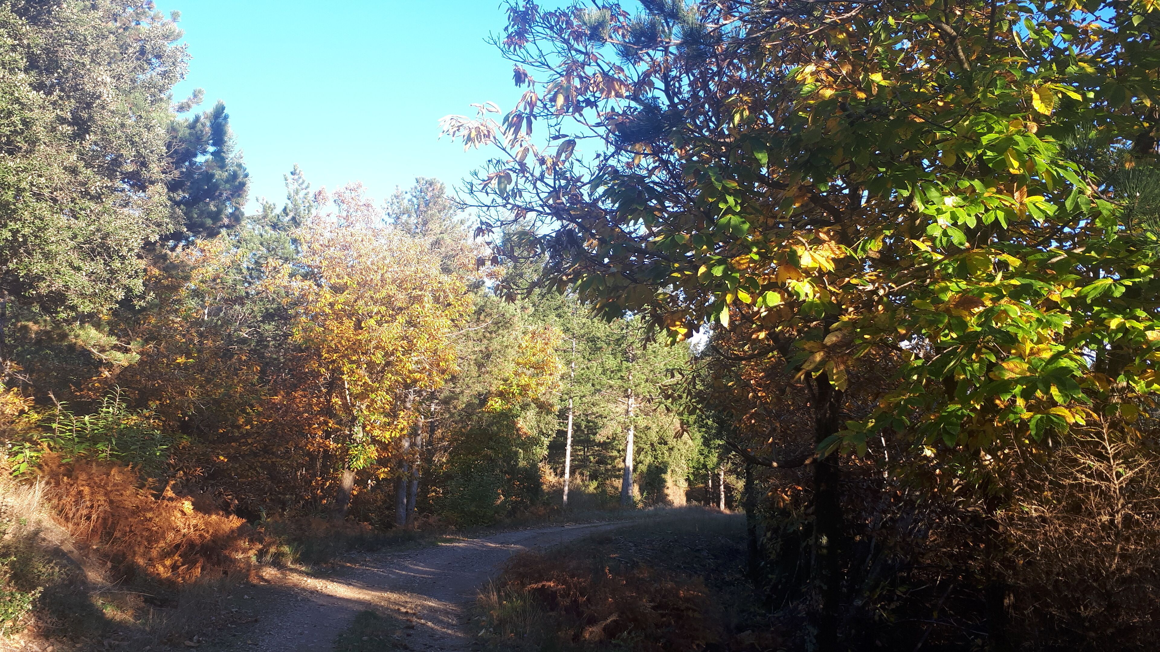 A forested area with a dirt path.