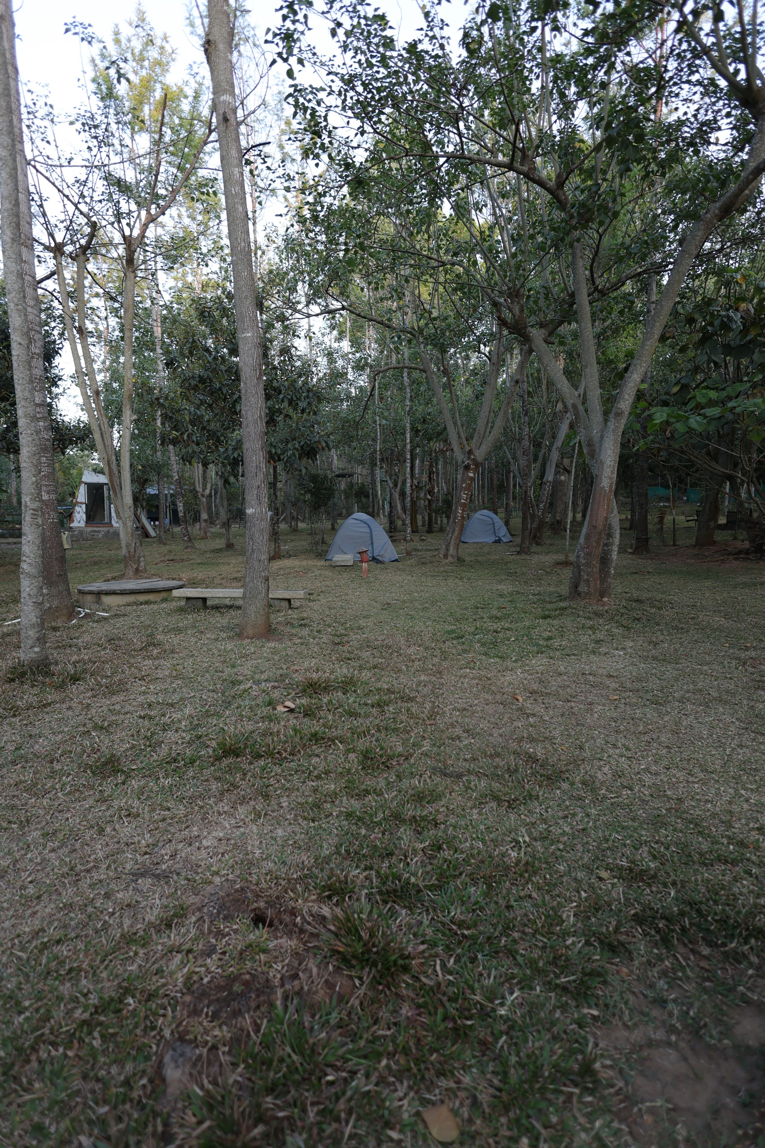 A campsite with two tents, a picnic table, and a grassy area surrounded by trees.