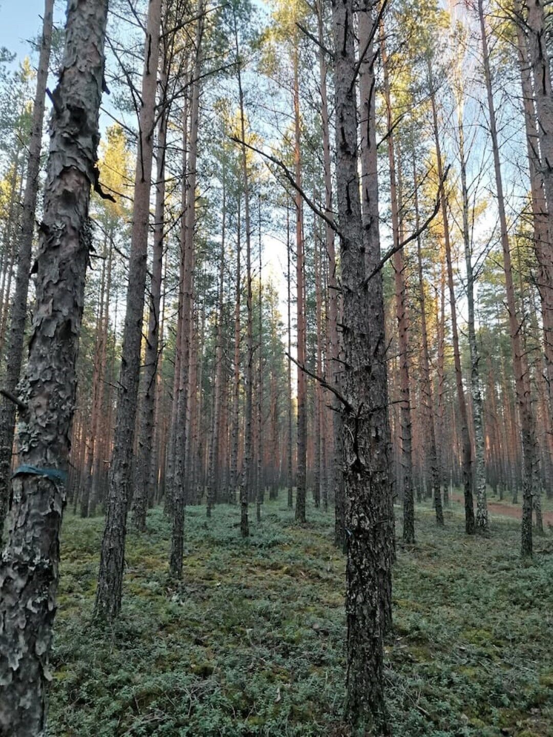 Un bosque denso de árboles altos y un suelo cubierto de musgo verde.