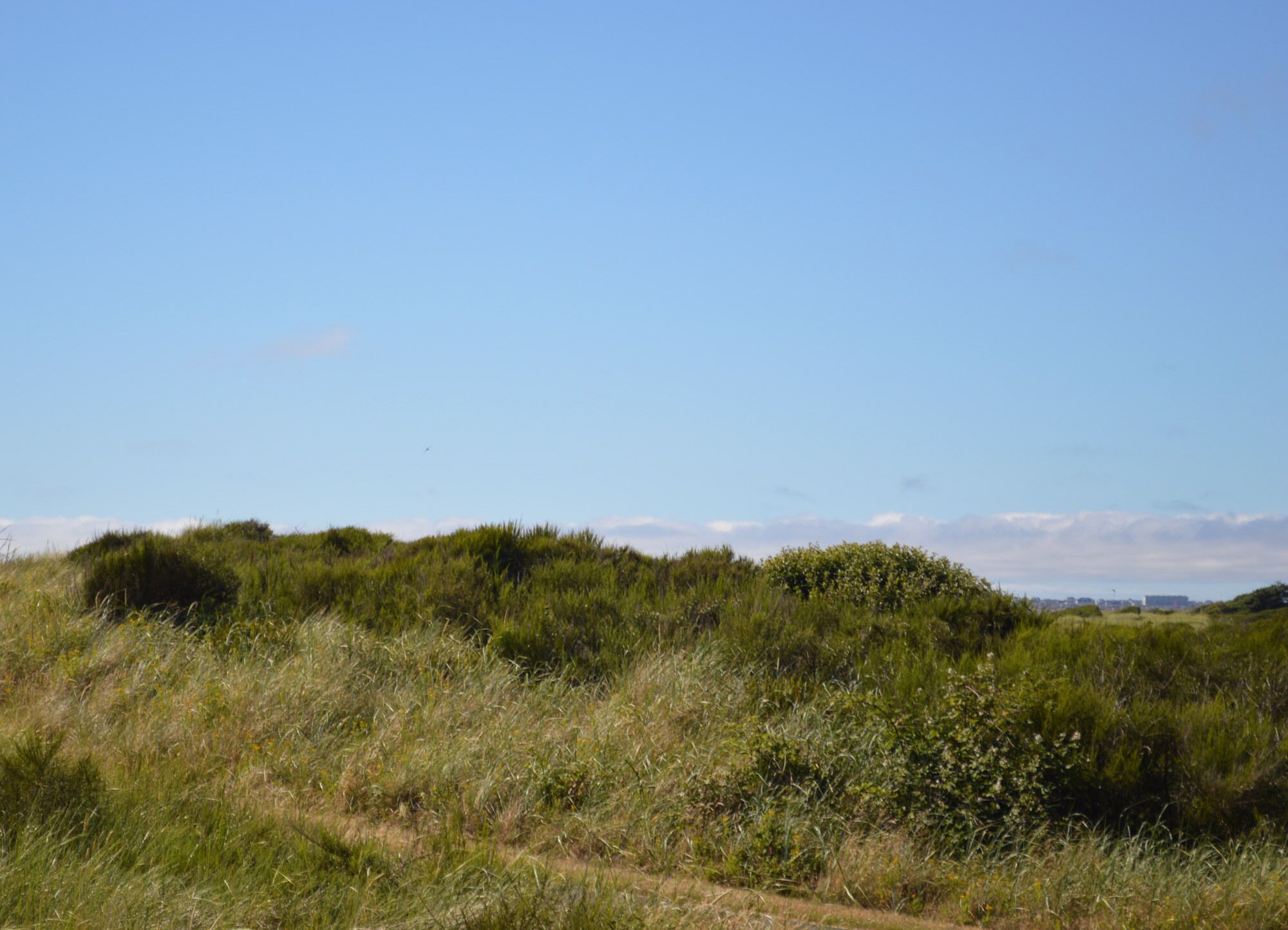 Een natuurlijk landschap met grasland en struikgewas.