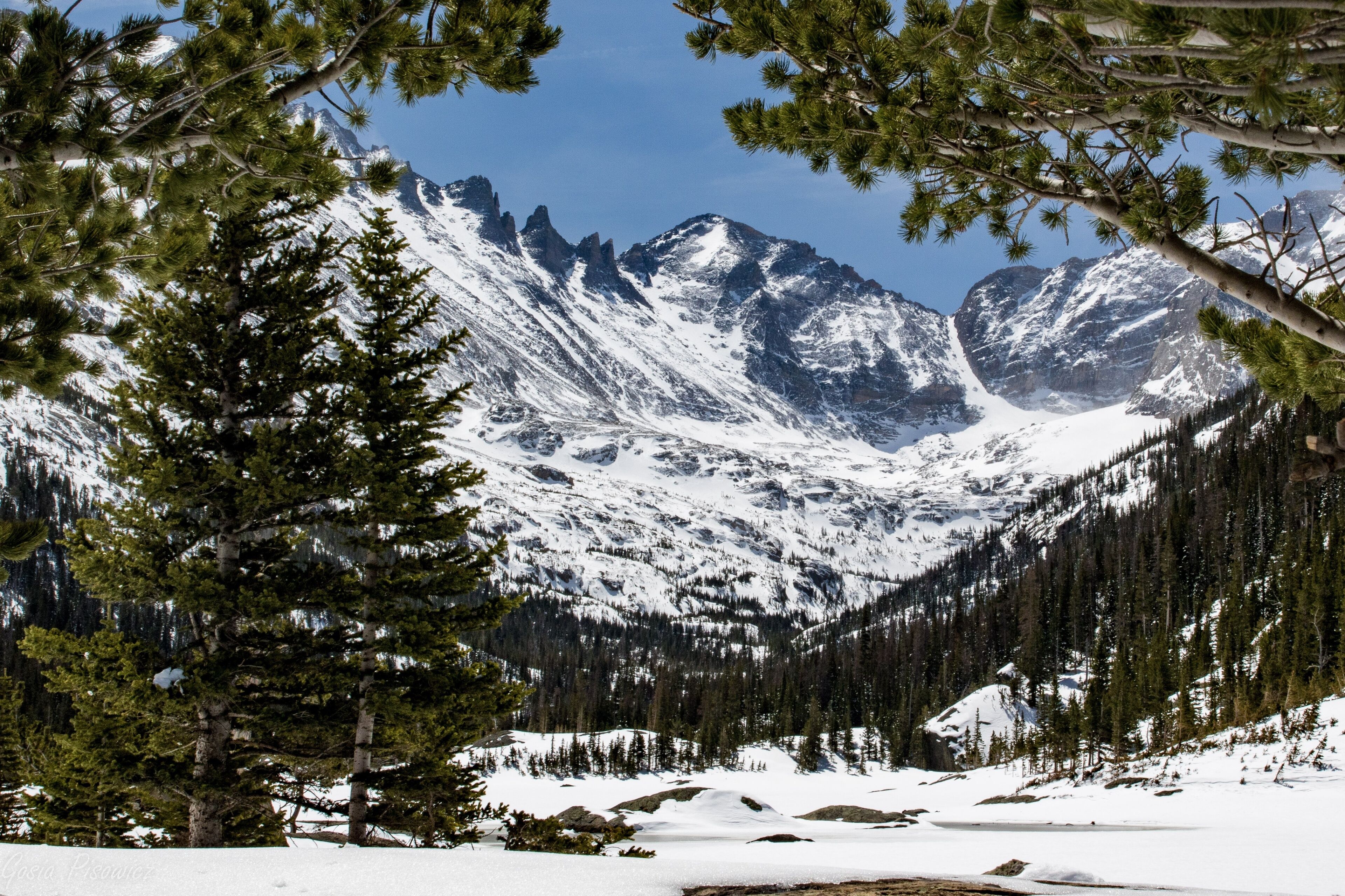 Un paisaje montañoso con picos nevados, un bosque denso y un cielo despejado.