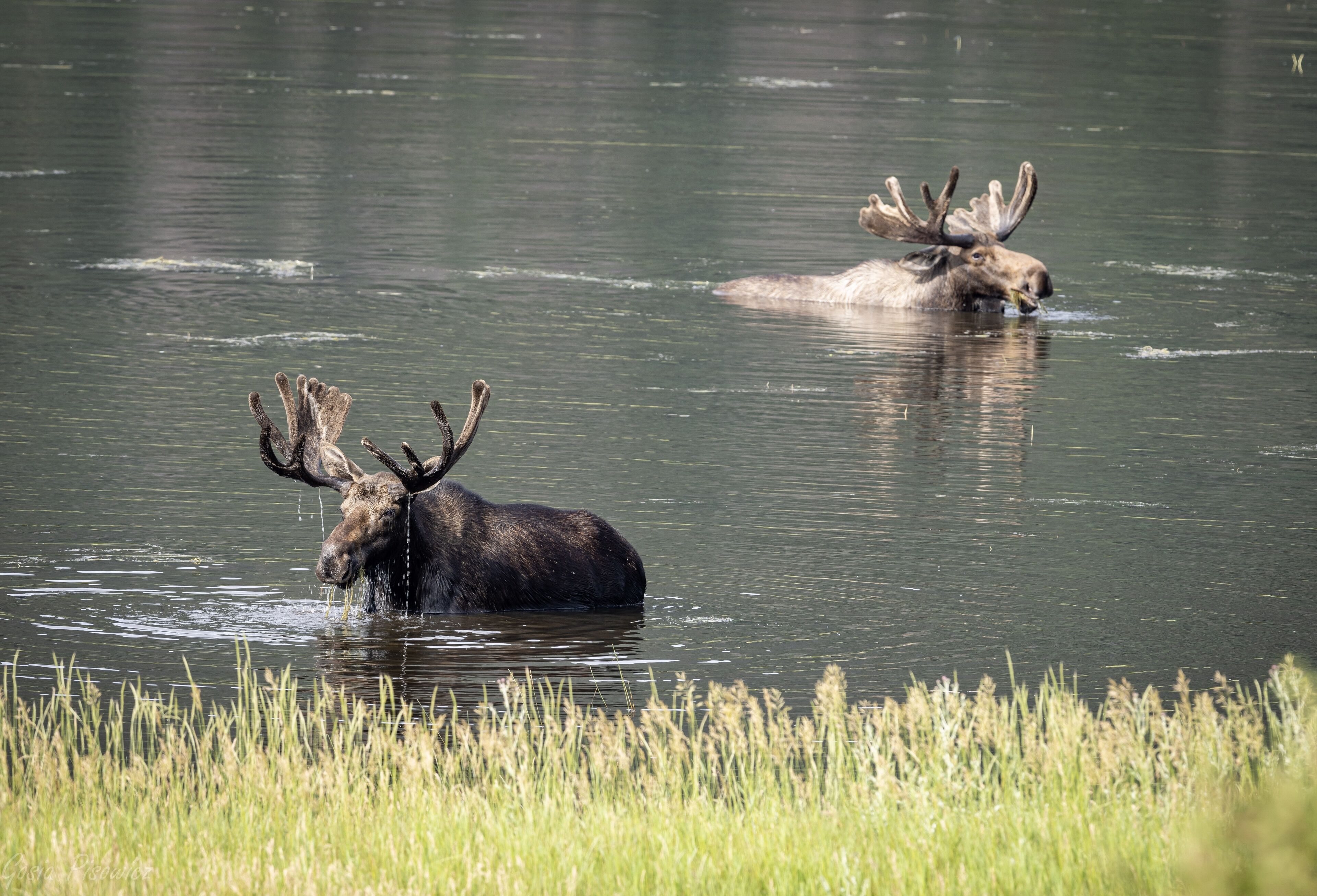 Two moose in a body of water with grass in the foreground.