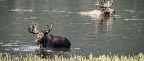 Two moose in a body of water with grass in the foreground.