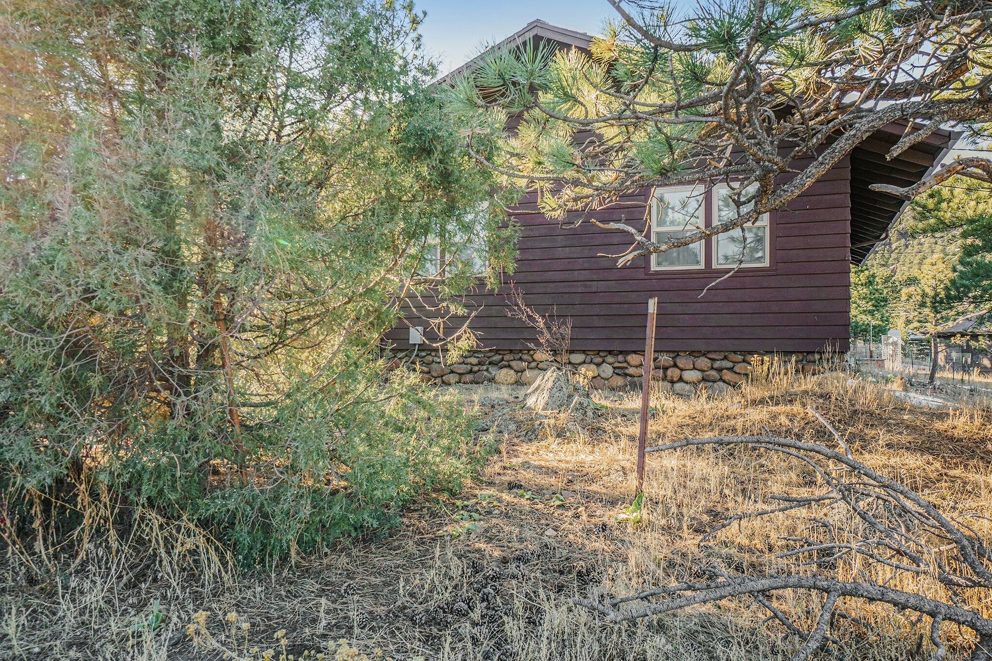 A rustic cabin with a stone foundation, surrounded by dense pine trees and dry grass.