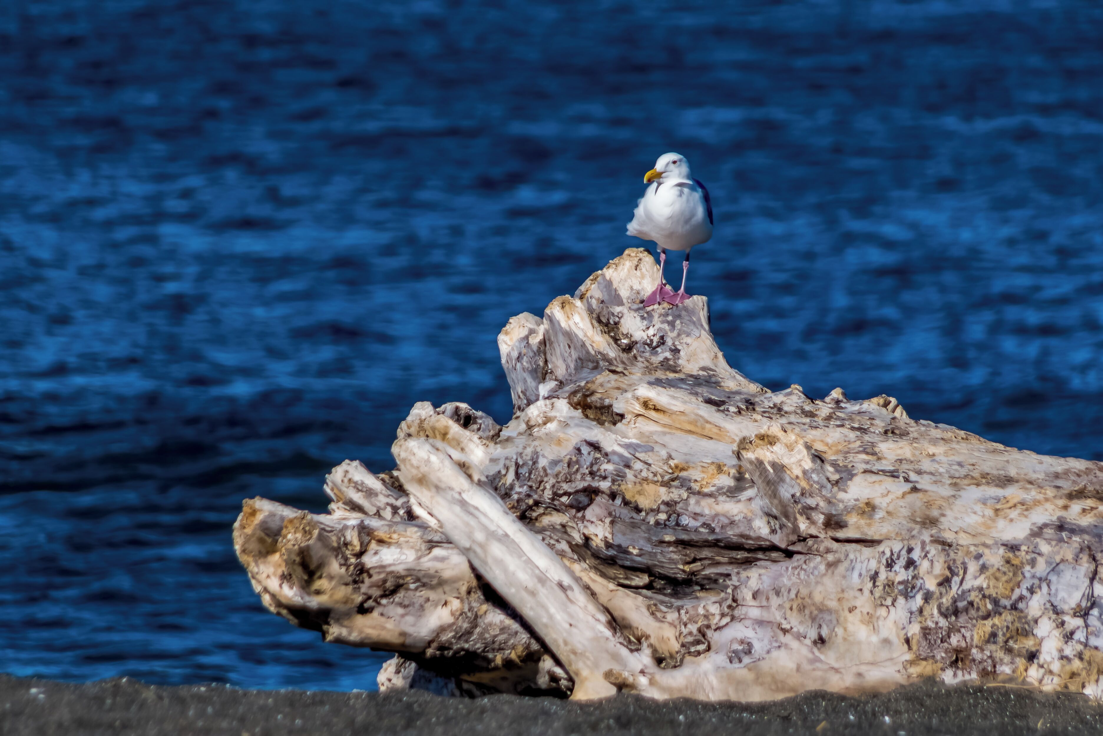 Eine Möwe sitzt auf einem treibholzartigen Baumstamm am Wasser.