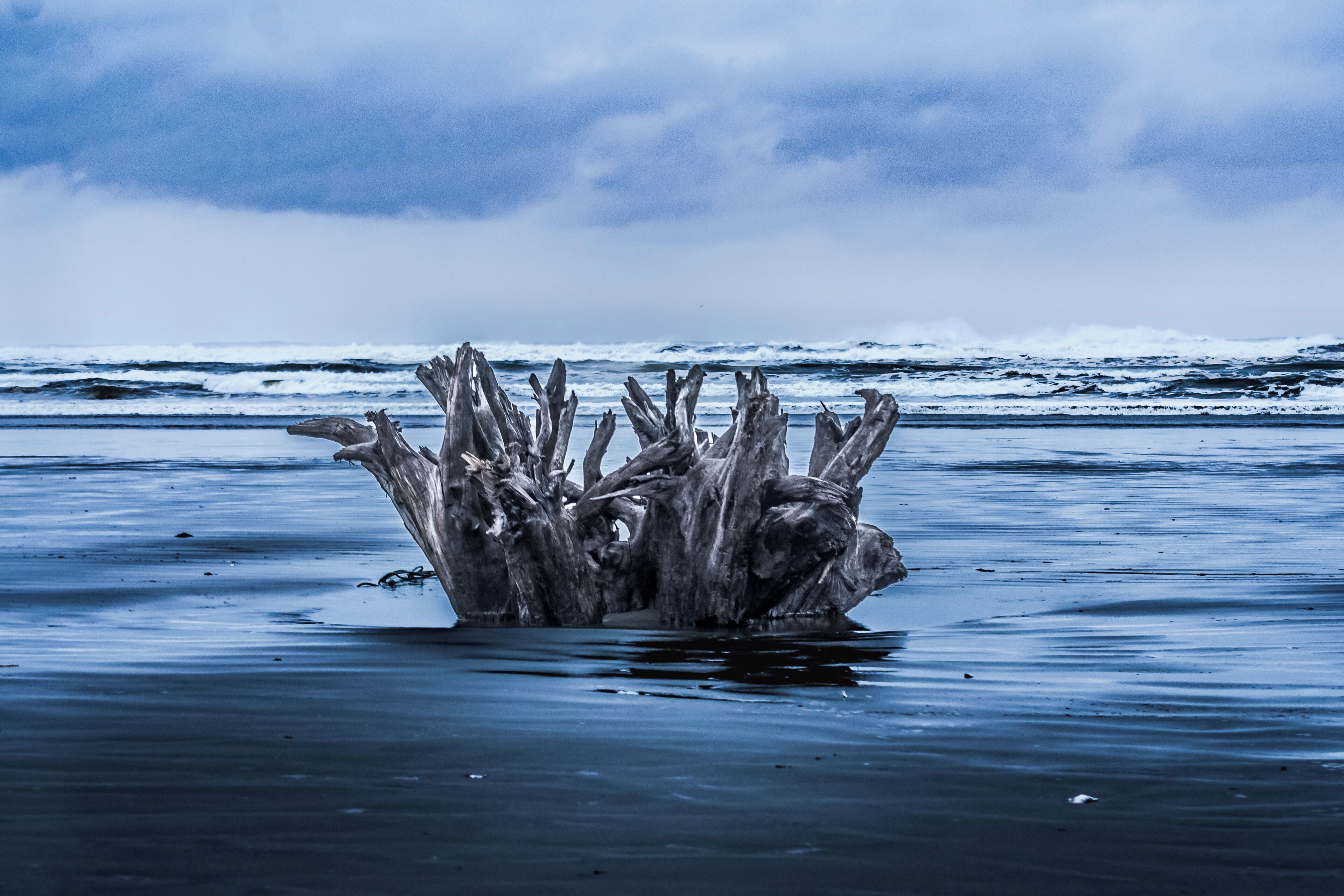 Un tronc d’arbre imposant, usé par les éléments, se trouve dans une étendue d’eau, avec des vagues en arrière-plan.