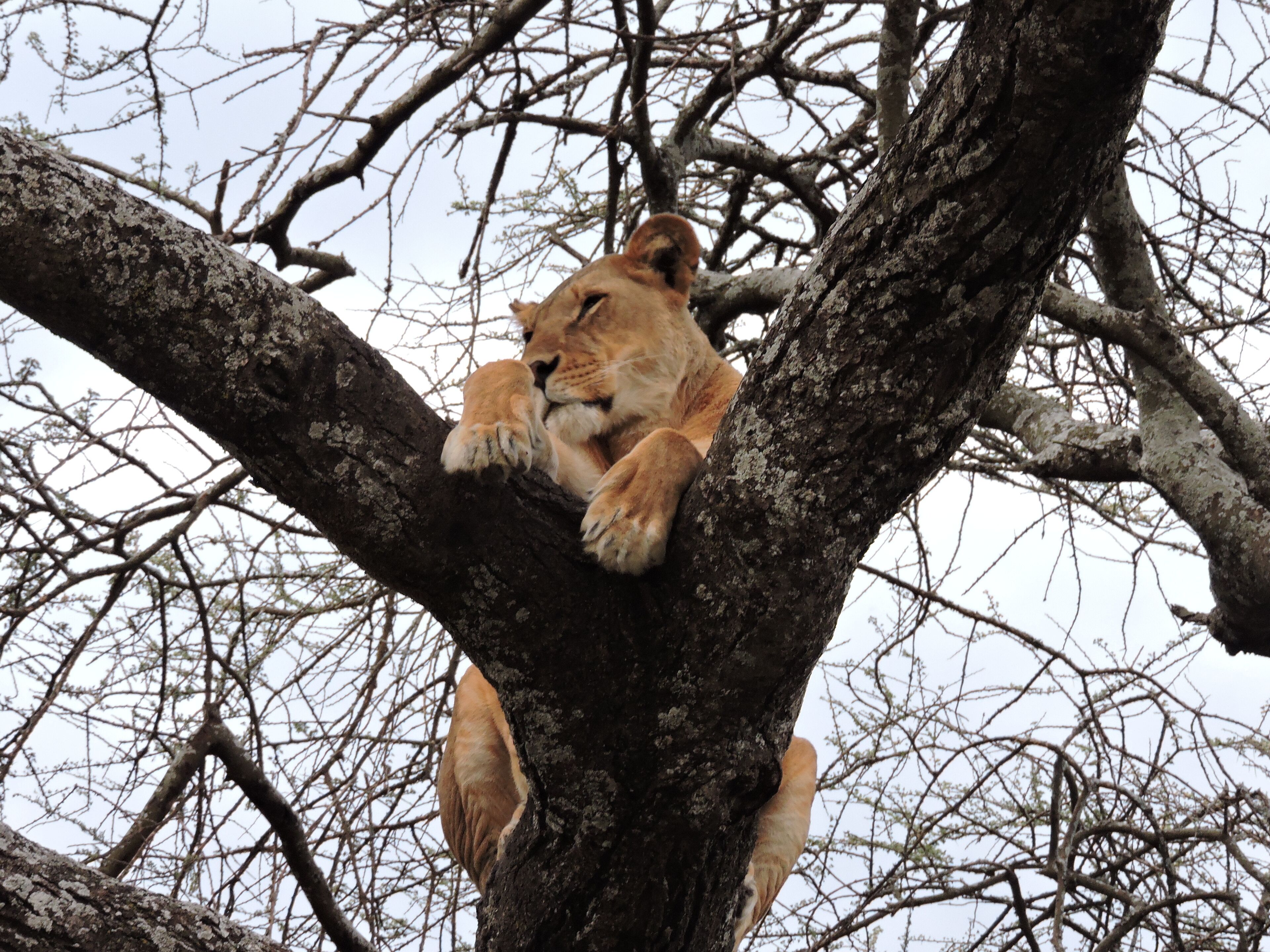 A lion resting on a tree branch.