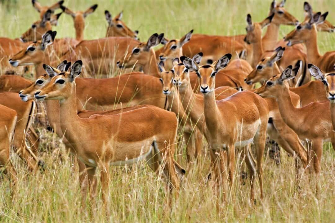 Un troupeau d’antilopes dans un champ herbeux.