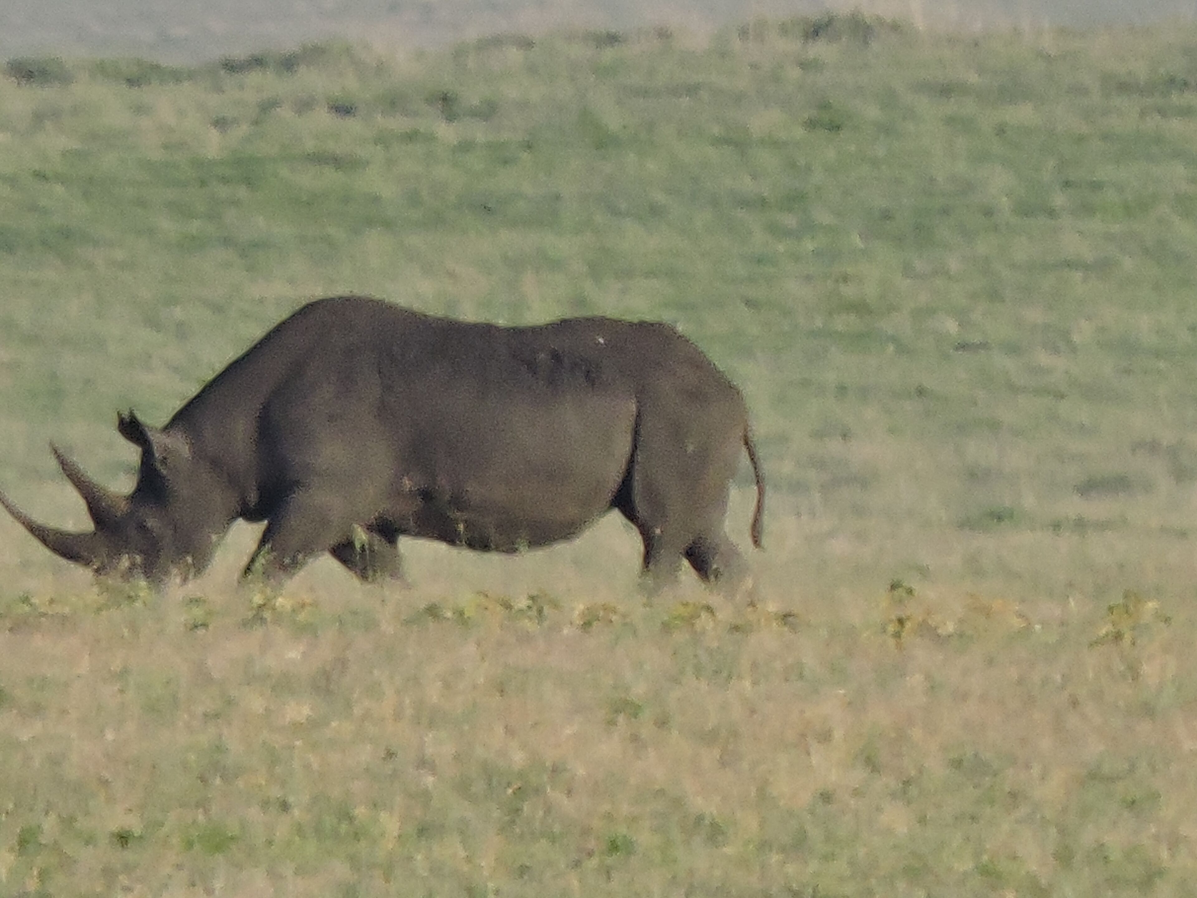 A rhinoceros in a grassy field.