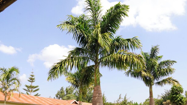 A courtyard with palm trees, a building with arched windows, and a well-maintained garden. - Stc.Safari lodge (Karatu)
