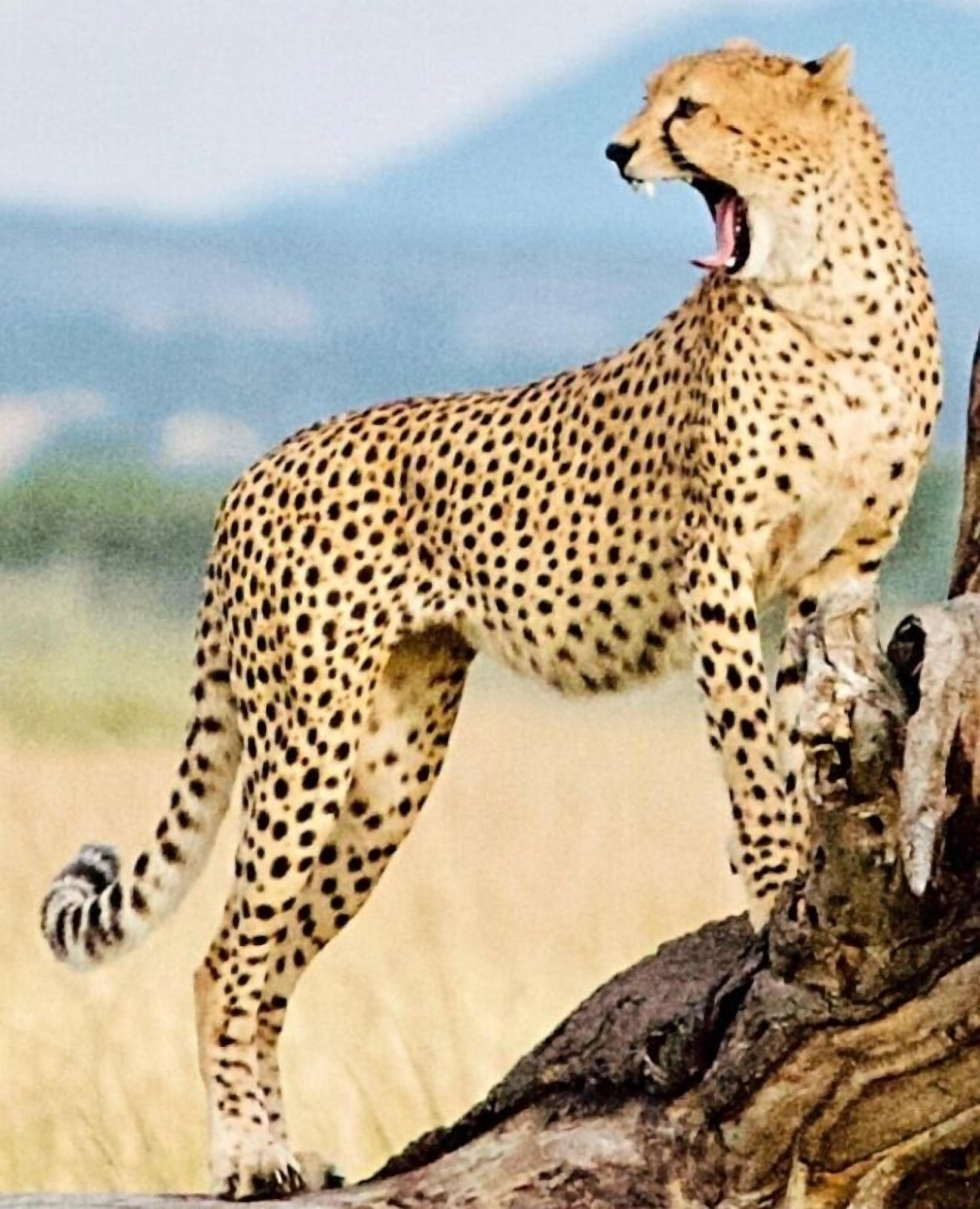 A cheetah standing on a log in a natural setting.
