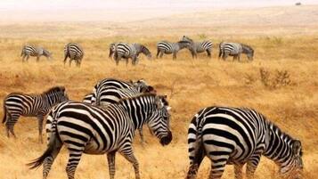 A group of zebras grazing in a dry grassland.