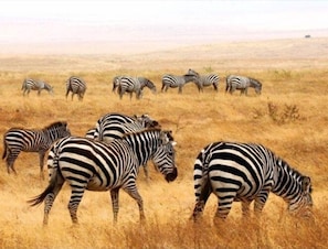 Safari