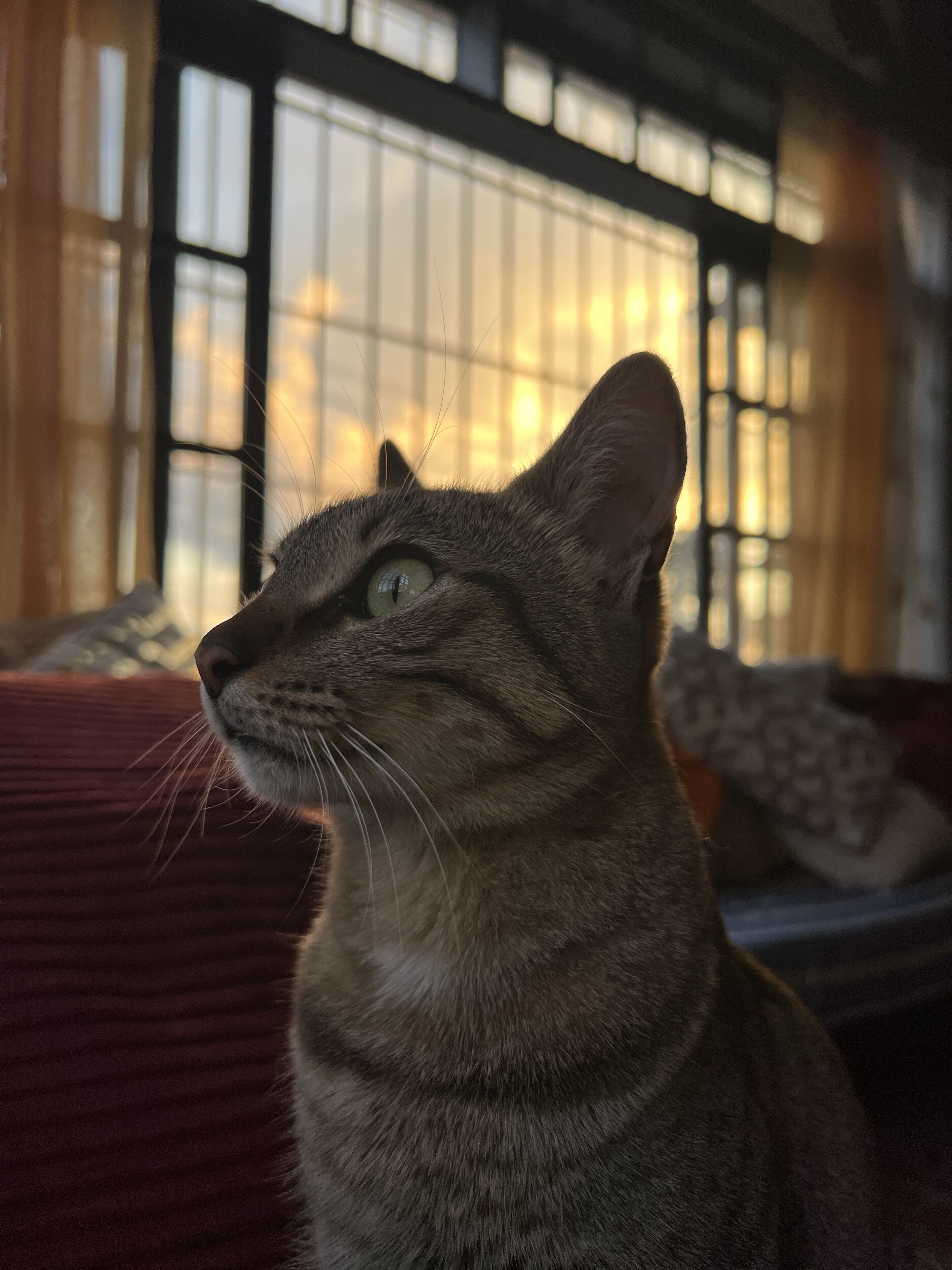 A cat sitting on a red couch with a window in the background.