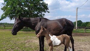 Un establo con dos caballos, uno adulto y uno potrillo, en un pastizal cercado con árboles y cielo despejado.