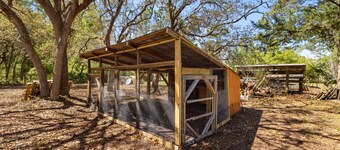 Three Cedars ~ Amongst the trees & stars
