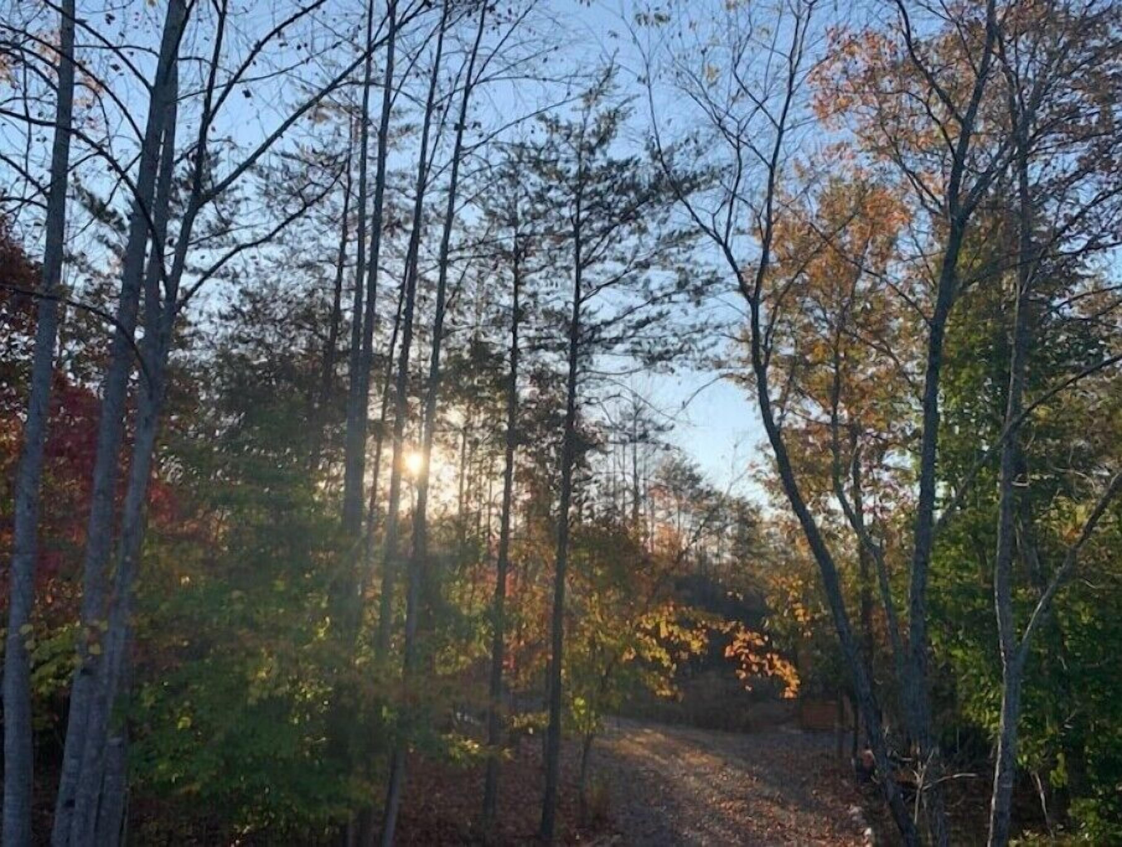 Une zone boisée avec de grands arbres et un sentier.