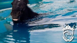A black horse in a swimming pool with a stone wall and flags in the background. - CLUB EL LLANO (Cómbita)
