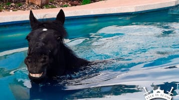 Passeios a cavalo