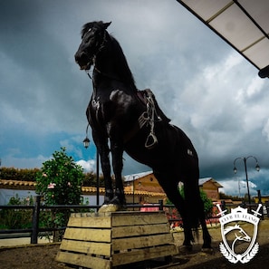 Paseos a caballo