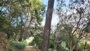 Un sendero de piedra que serpentea por un área boscosa con árboles y arbustos.