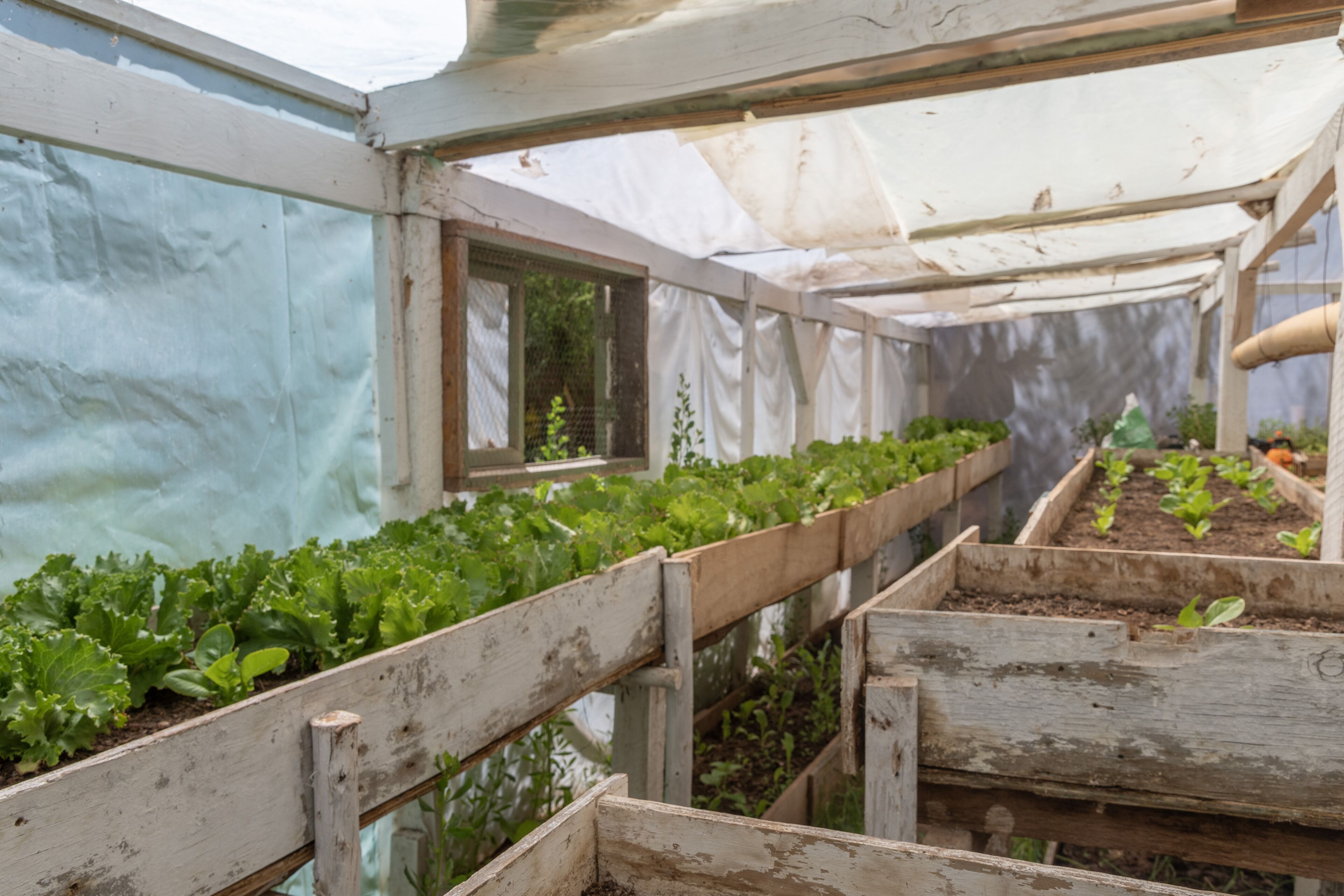 A greenhouse with multiple raised garden beds for growing plants.