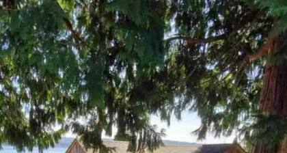 Silver Fox Log Cabin