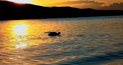 Reserva tu Habitación en el Medio del Lago Titicaca Vive una Expercia Única
