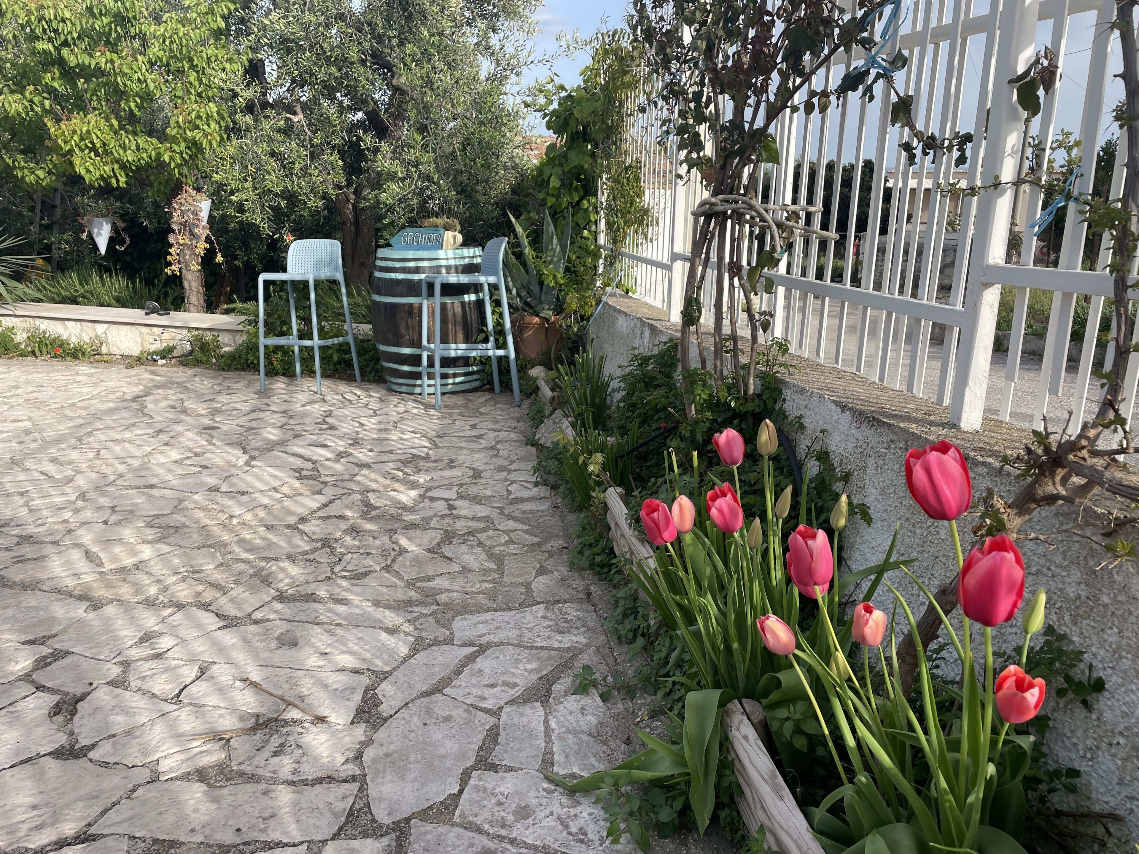 En uteplats med stenbeläggning, ett vitt staket, en pergola och en blomlåda med rosa tulpaner.
