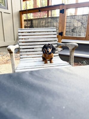 Un perro sentado en un banco de madera.