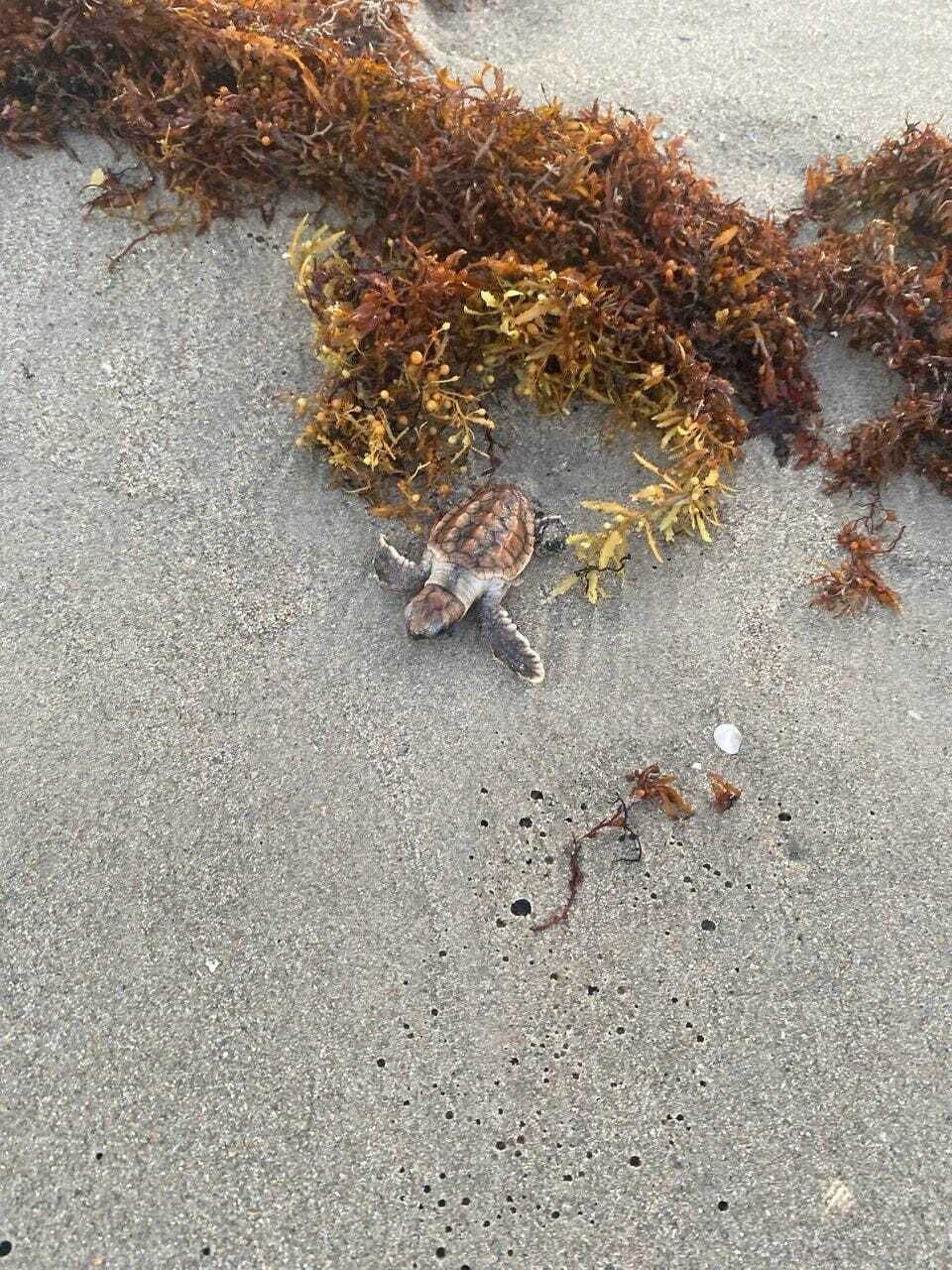 Una tortuga sobre una superficie de concreto con algas marinas.