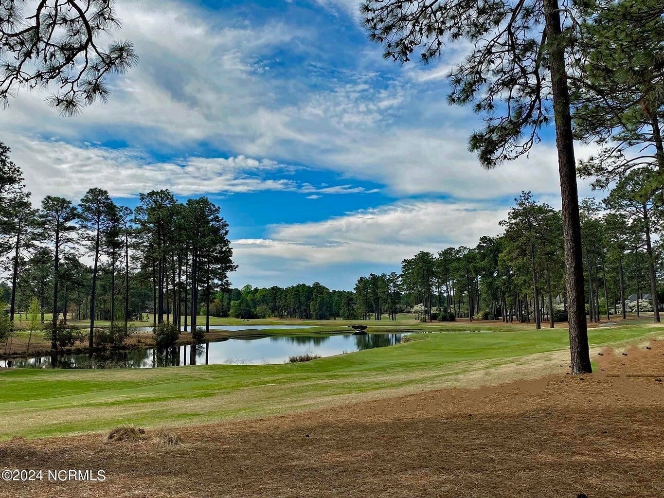A golf course with a pond, surrounded by tall pine trees and a clear sky.