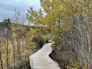 A wooden boardwalk through a forest with yellow leaves.