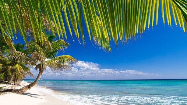 Una playa con palmeras y agua azul cristalina.
