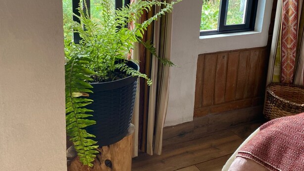 Ein Zimmer mit großem Fenster, einem Topf-Farn, einem hölzernen Hocker und einer gemusterten Bettdecke.
