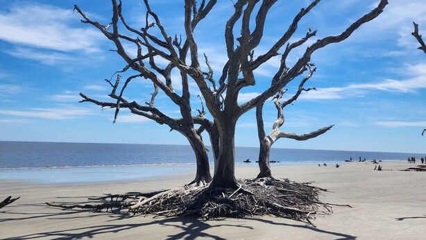 Une plage avec un grand arbre sans feuilles au premier plan et l’océan en arrière-plan.